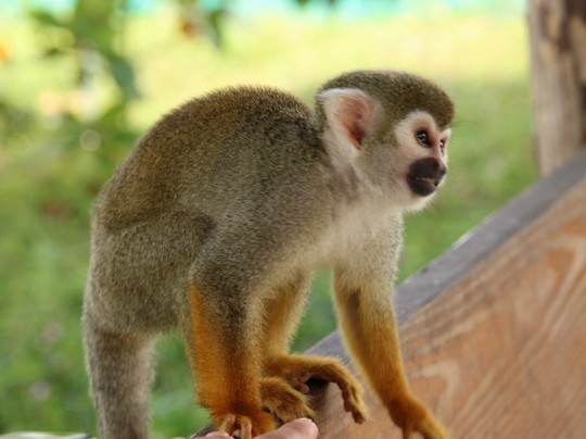 Monkey Home Puerto Plata-普拉塔港必去景点