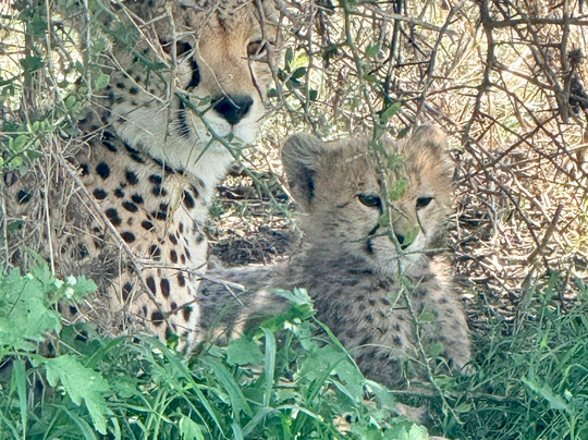 Ndutu Lake-恩戈罗恩戈罗保护区必去景点