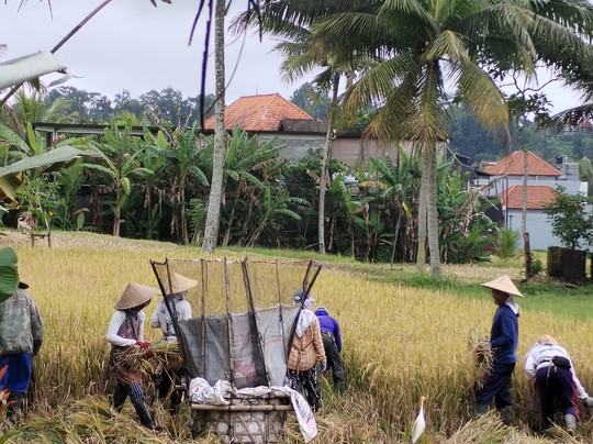 Bali Fun Bike Adventure-Pejeng Kaja必去景点