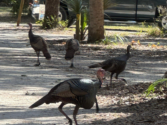 Kissimmee Prairie Preserve State Park-奥基乔比必去景点