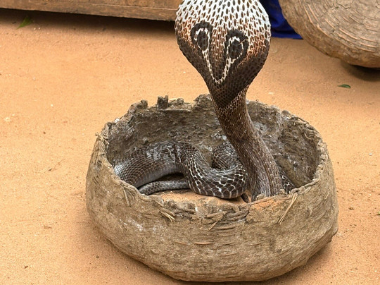 Dan Lanka Tours-科伦坡必去景点