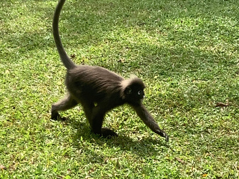 Pangkor Island-邦喀必去景点