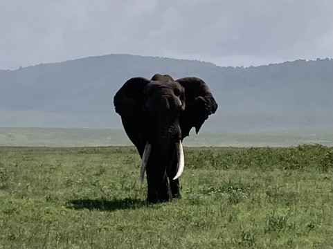 Marjorie et Filbert Safaris-阿鲁沙必去景点