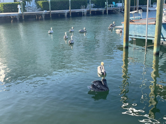 Gasparilla Boat Tours-恩格尔伍德必去景点