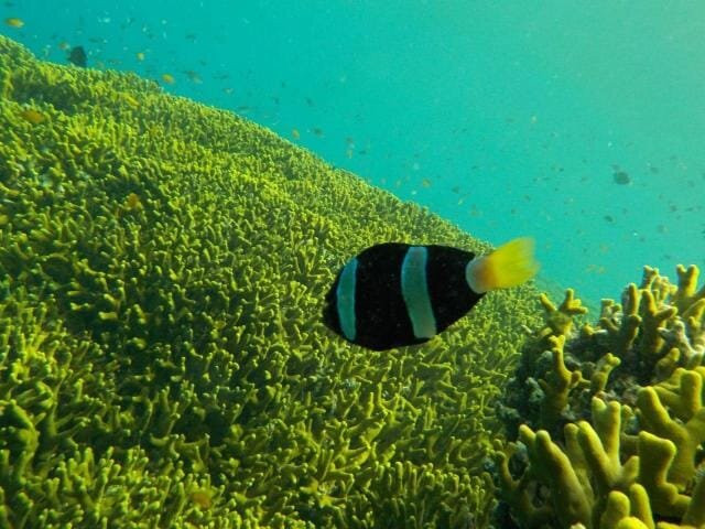 Kejawa - Day Tours And Travel Guide-日惹必去景点