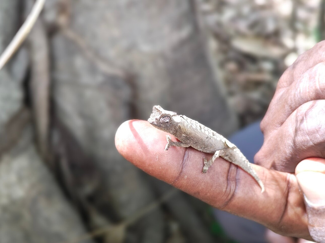 Tours in Madagascar with Emmanuel-Miandrivazo必去景点