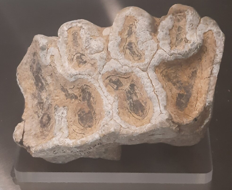 Mae - Museo Archeologico Ernico-Anagni必去景点