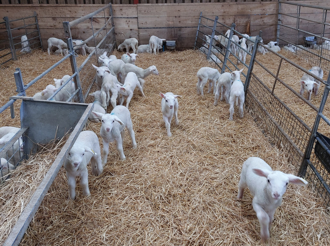 Errington Cheese-Walston必去景点