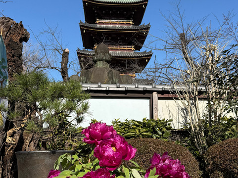 Ueno Toshogu Botanen-Uenokoen必去景点
