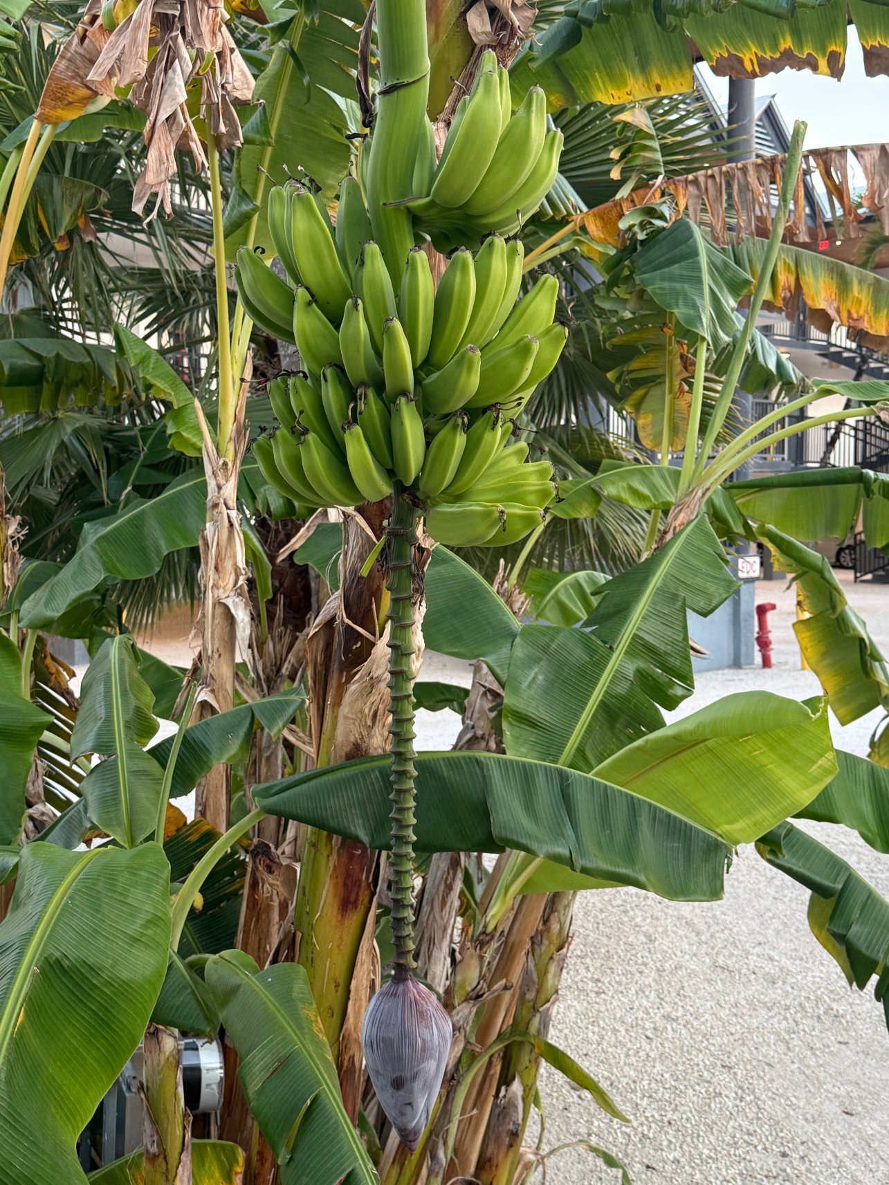 切萨皮克海滩度假村-酒店景观