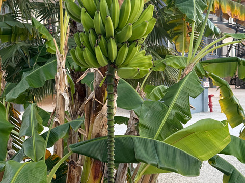 切萨皮克海滩度假村主图