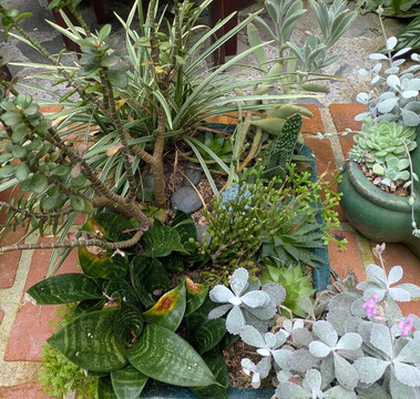 Finca Dracula-Cerro Punta必去景点