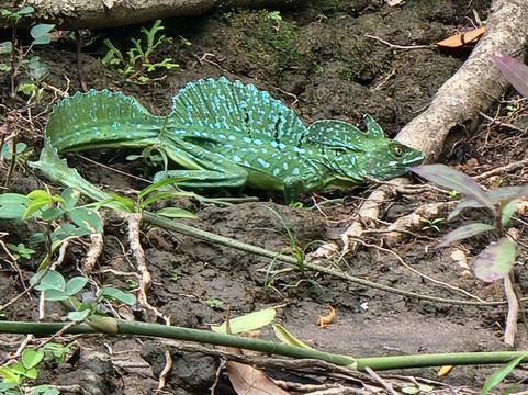 Río Celeste Sloth Tubing Tours-Katira必去景点