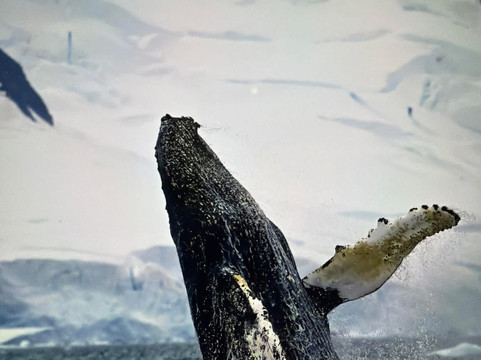 Poseidon Expeditions-迈阿密必去景点