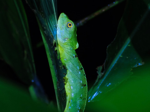 Night Tour At Essence Arenal-El Castillo必去景点