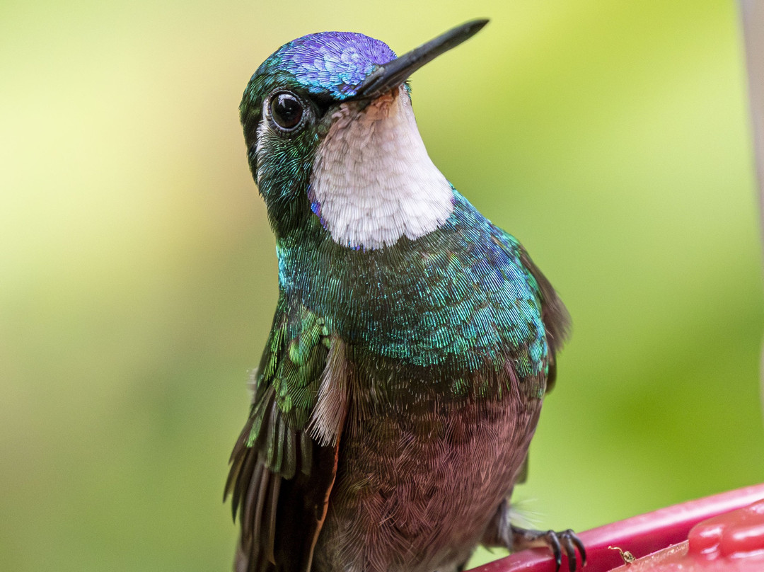 Batsu-多塔圣赫拉多必去景点