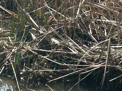 Airboat Express - Tours-Spanish Fort必去景点