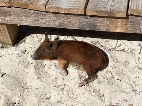 Pig Beach-大埃克苏马必去景点