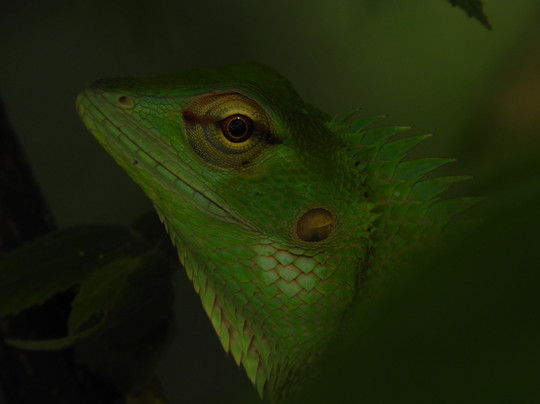 Bentota Travel Mart-班托塔必去景点