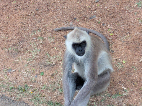 Bee Travels-康提必去景点