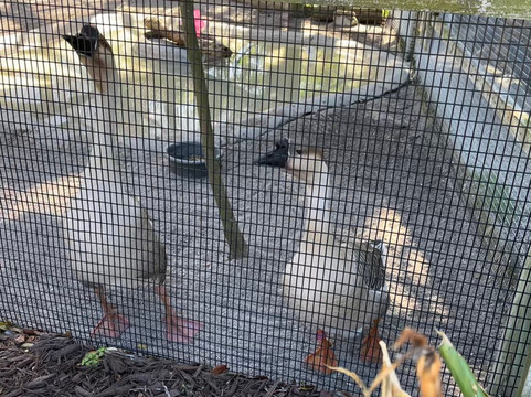 Save Our Seabirds-萨拉索塔必去景点