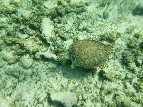 Spotts Beach-大开曼岛必去景点