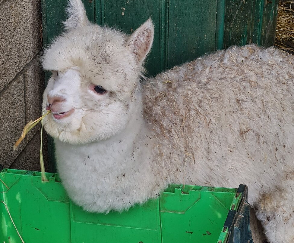 Pennybridge Farm Alpacas-胡克必去景点