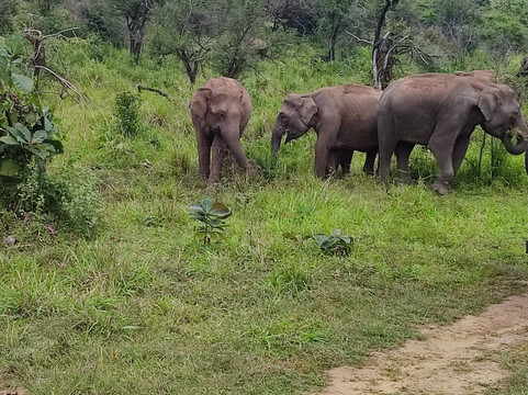 Tours Lanka with Manoj-尼甘布必去景点