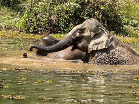 Elephant Conservation Center-Sayaboury必去景点
