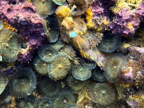 Mbi Divecenter-妈妈拍丝瓜岛必去景点