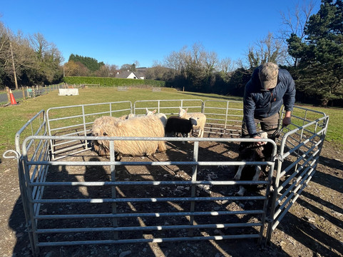 Sheep Smarts-Rathdrum必去景点