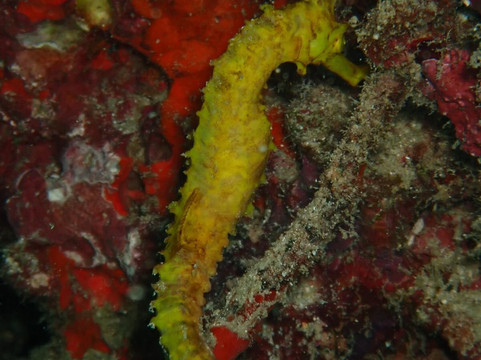 夏基潜水中心-卡伦必去景点