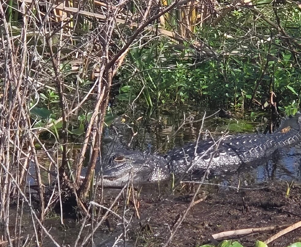 Wild Willy's Airboat Tours-圣克劳德必去景点
