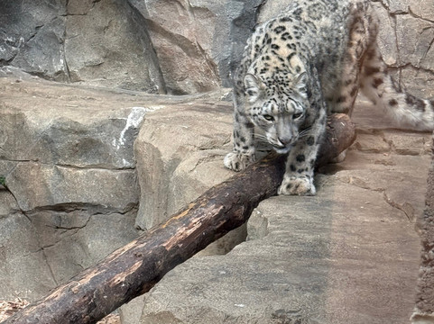 Northumberland Zoo-莫佩思必去景点