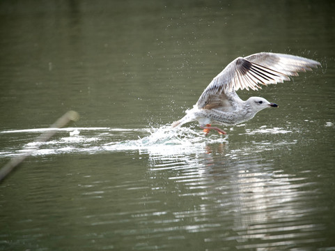Ninesprings Country Park-约维尔必去景点