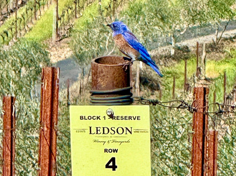 Ledson Winery & Vineyard-Kenwood必去景点