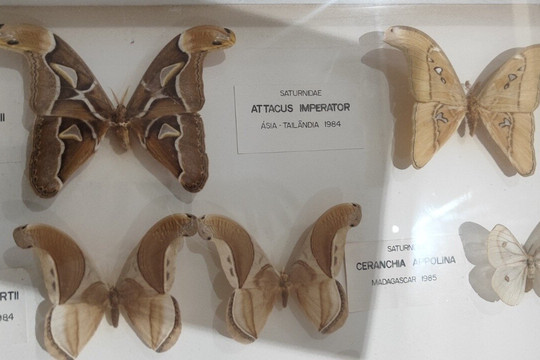 Museu Das Culturas Dom Bosco-大坎普市必去景点