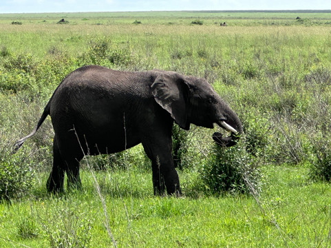 Lion King Adventures-阿鲁沙必去景点