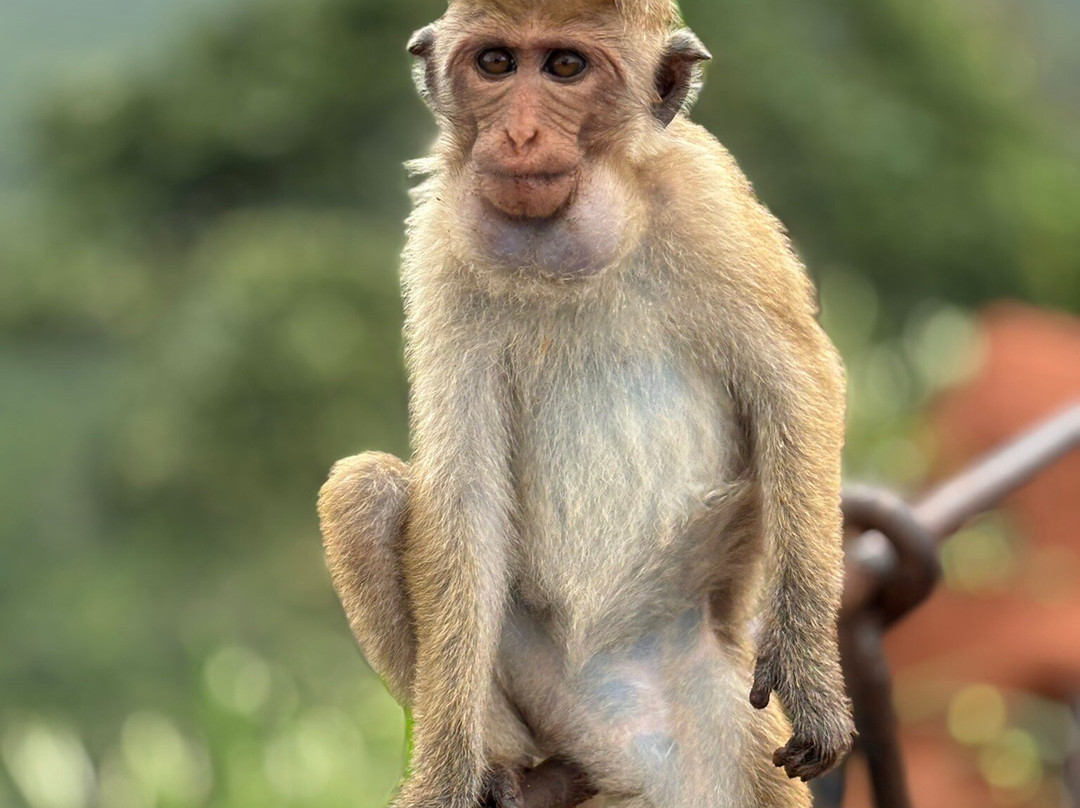 Wonder Sri Lanka Tours-卡图纳耶克必去景点