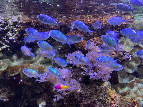 Aquarium de Vendée-Talmont Saint Hilaire必去景点