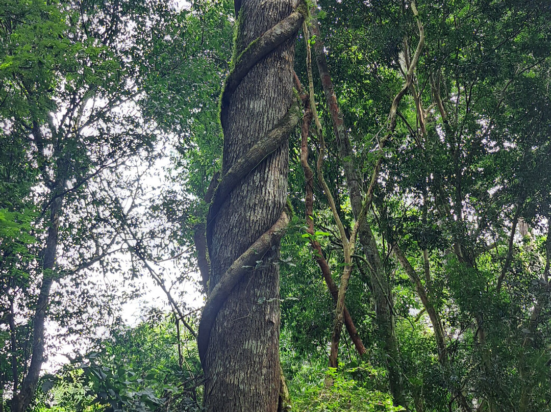 Poco Preto trail-伊瓜苏必去景点