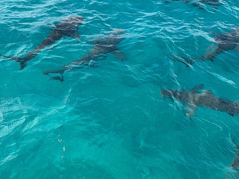 Neal Watson's Bimini Scuba Center-Alice Town必去景点