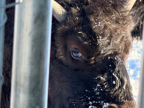 Large Animal Research Station-费尔班克斯必去景点