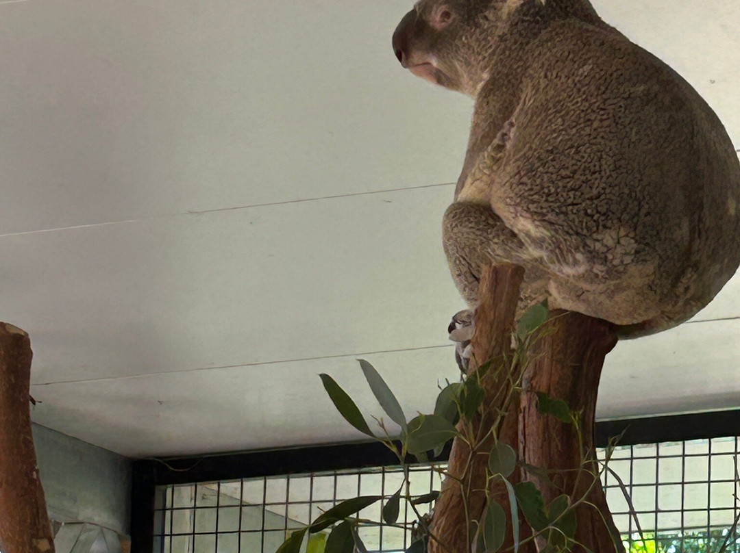 Sydney Zoo-布莱克敦必去景点
