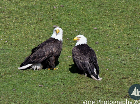 Deer Harbor Charters-Eastsound必去景点