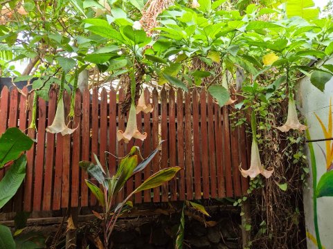 戈梅罗酒店-官方