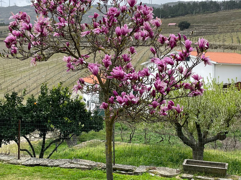Quinta da Padrela-Tabuaco必去景点