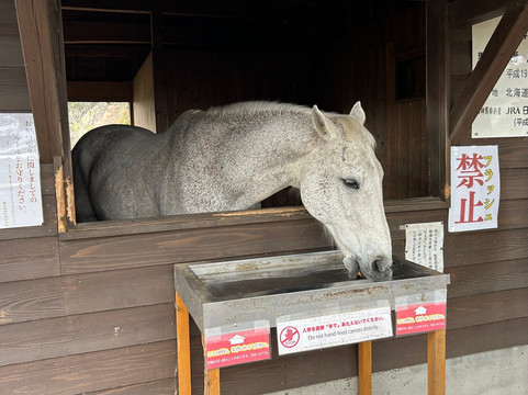 Kagoshima Jingu Shrine-雾岛市必去景点