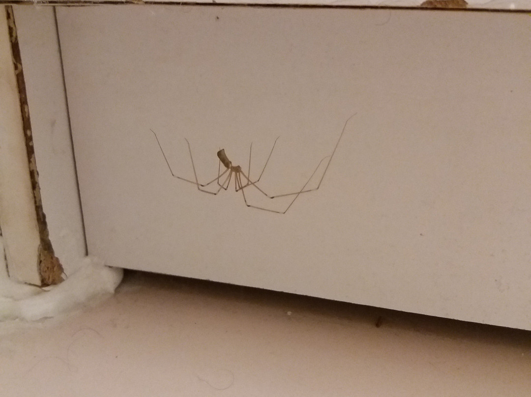 Garrigae Cap Coz主图