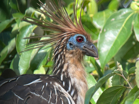 Birds of Peru Tours-马尔多纳多港必去景点